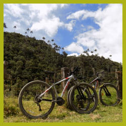 Coffee And Bike Salamina, Hacienda El Cedral And Zafari Trail