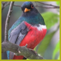 BIRDS OF THE PARAMO AND COFFEE ECOSYSTEMS  IN CALDAS